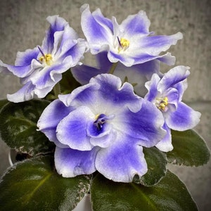 RS ariel African violet starter plant (ALL Starter PLANTS require you to purchase 2 plants!)