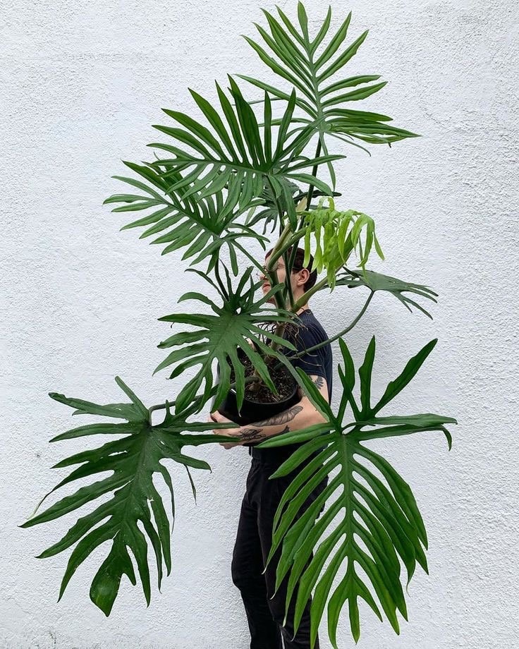 Philodendron elegans Starter Plant (ALL STARTER PLANTS require you to purchase 2 plants!)