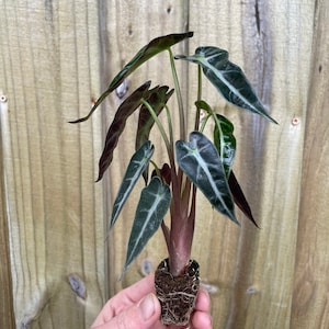 Alocasia Bambino Starter Plant (ALL STARTER PLANTS require you to purchase 2 plants!)