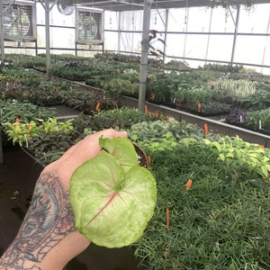 May include: A green and white variegated plant with large, heart-shaped leaves. The plant is being held in a person's hand in a greenhouse setting.