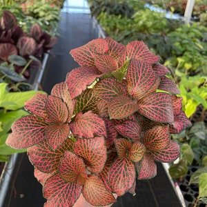 Pink fittonia nerve plant 4 pot ALL PLANTS require you to purchase 2 plants image 7