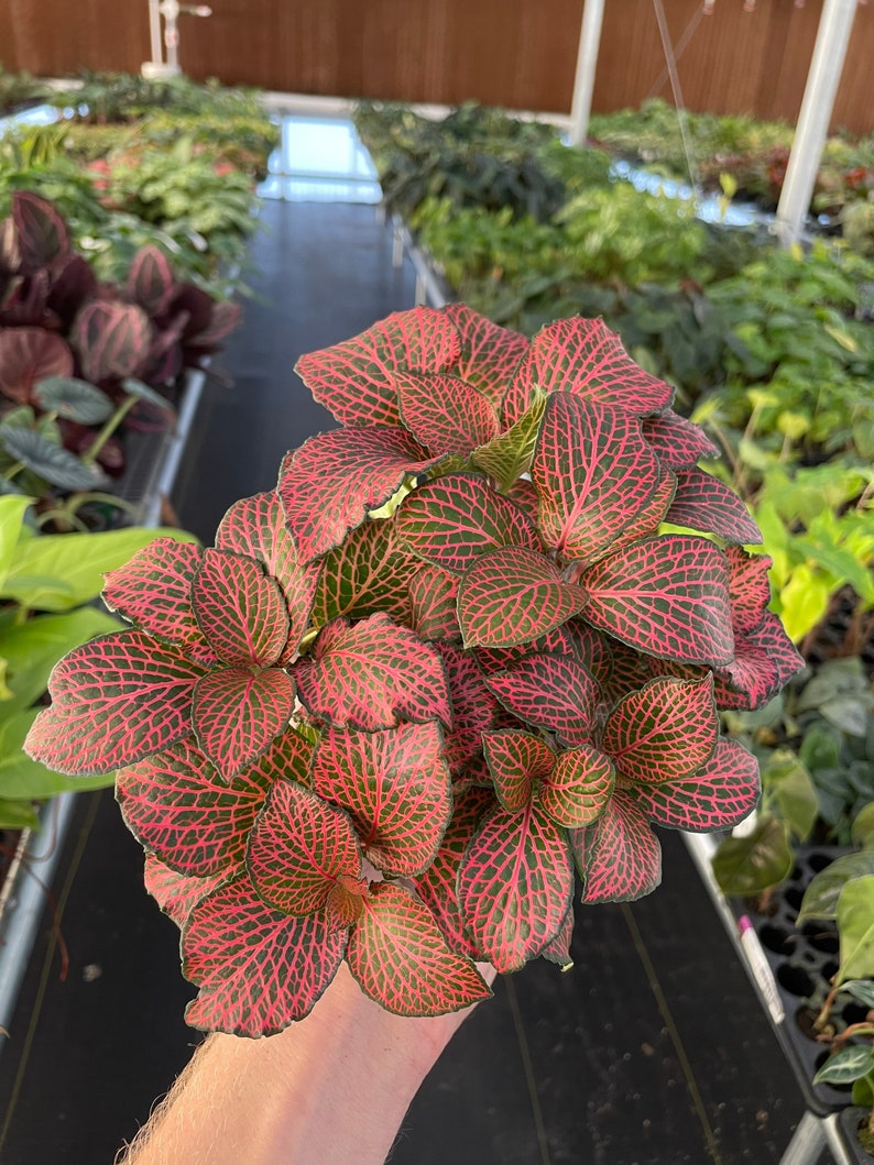 Pink fittonia nerve plant 4 pot ALL PLANTS require you to purchase 2 plants image 7