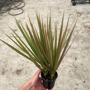 Dracaena marginata bi color 4” pot (ALL PLANTS require you to purchase 2 plants!)
