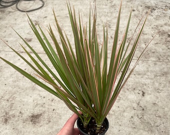 Dracaena marginata bi color 4” pot (ALL PLANTS require you to purchase 2 plants!)