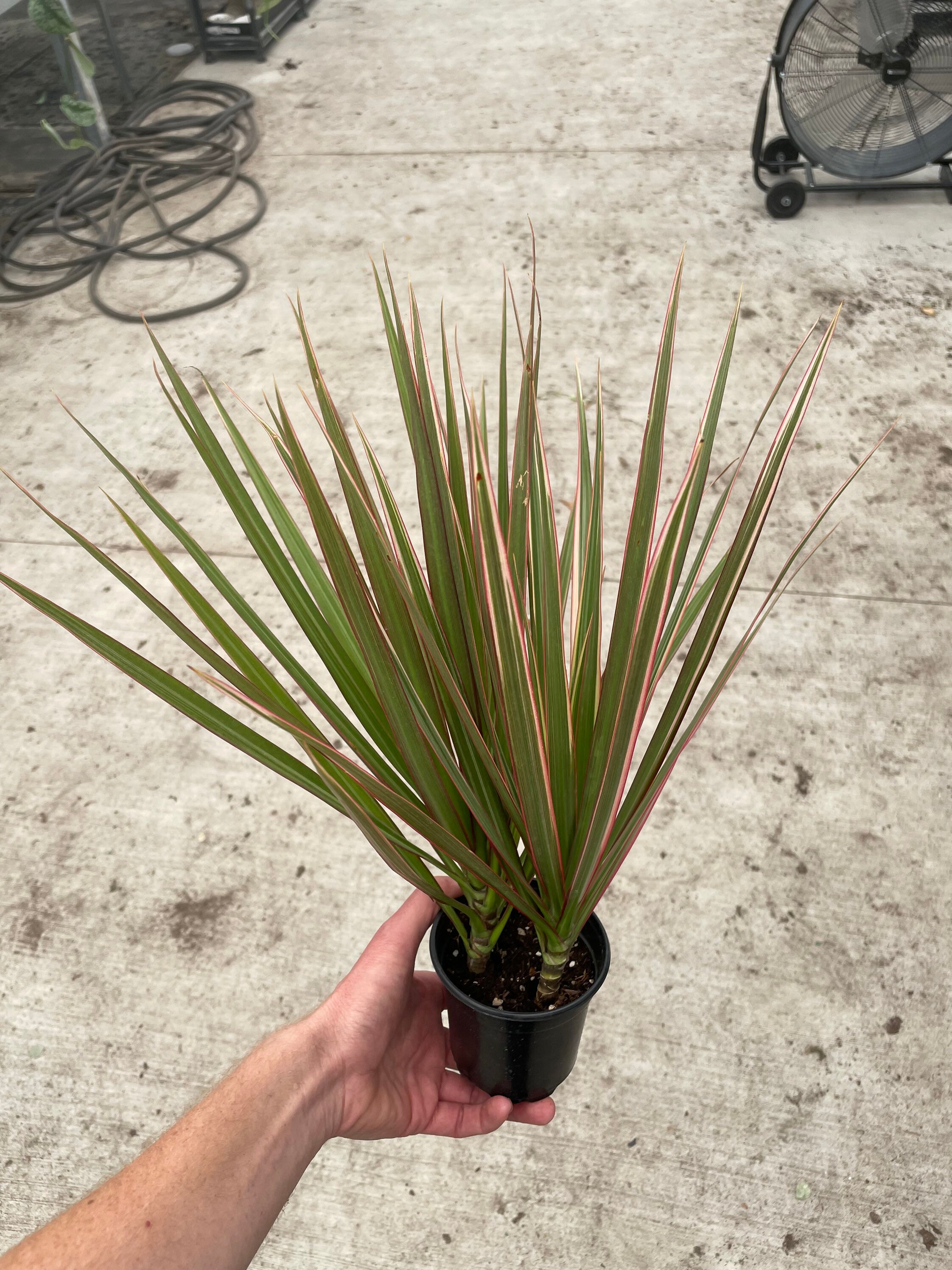Dracaena Marginata Bi Color 4 Pot (ALL PLANTS Require You to Purchase 2  Plants!) - Etsy