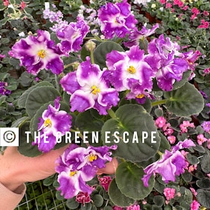 Birth of galaxy African violet starter plant (ALL Starter PLANTS require you to purchase 2 plants!)