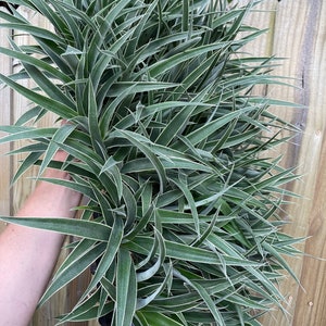 Variegated pineapple juicy Starter Plant ALL STARTER PLANTS require you to purchase 2 plants image 7