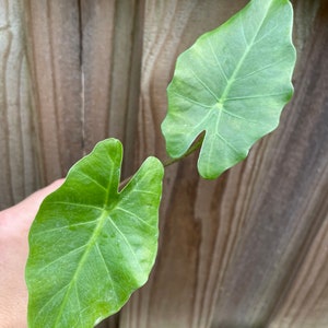 Alocasia Portora portadora Starter Plant ALL STARTER PLANTS require you to purchase 2 plants image 3