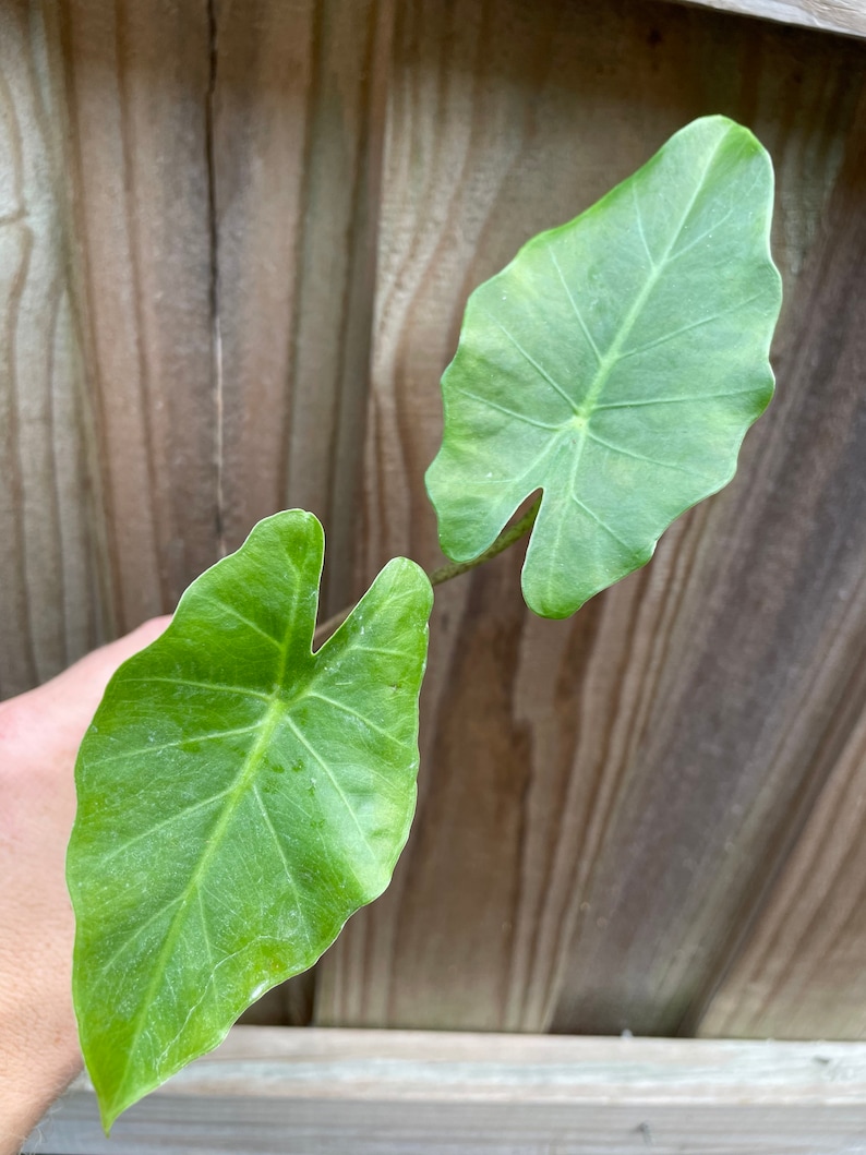 Alocasia Portora portadora Starter Plant ALL STARTER PLANTS require you to purchase 2 plants image 3