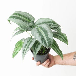 Schismatoglottis silver indukan Starter Plant (ALL STARTER PLANTS require you to purchase 2 plants!)