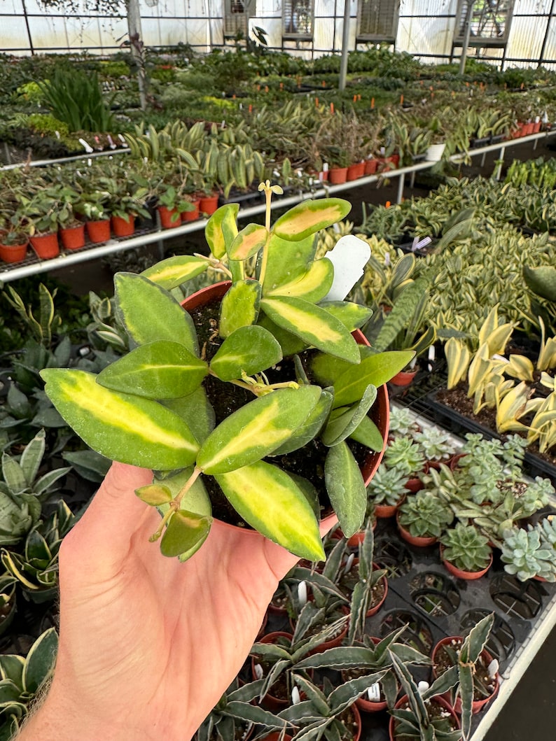 Hoya DS-70 variegated - Thumbnail 2