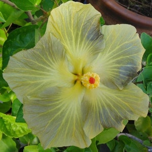 Green elf hibiscus Starter Plant (ALL STARTER PLANTS require you to purchase 2 plants!)