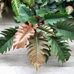 Philodendron Pluto “choco empress” Starter Plant (ALL STARTER PLANTS require you to purchase 2 plants!)