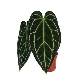 Anthurium Crystallinum Starter Plant (ALL STARTER PLANTS require you to purchase 2 plants!)
