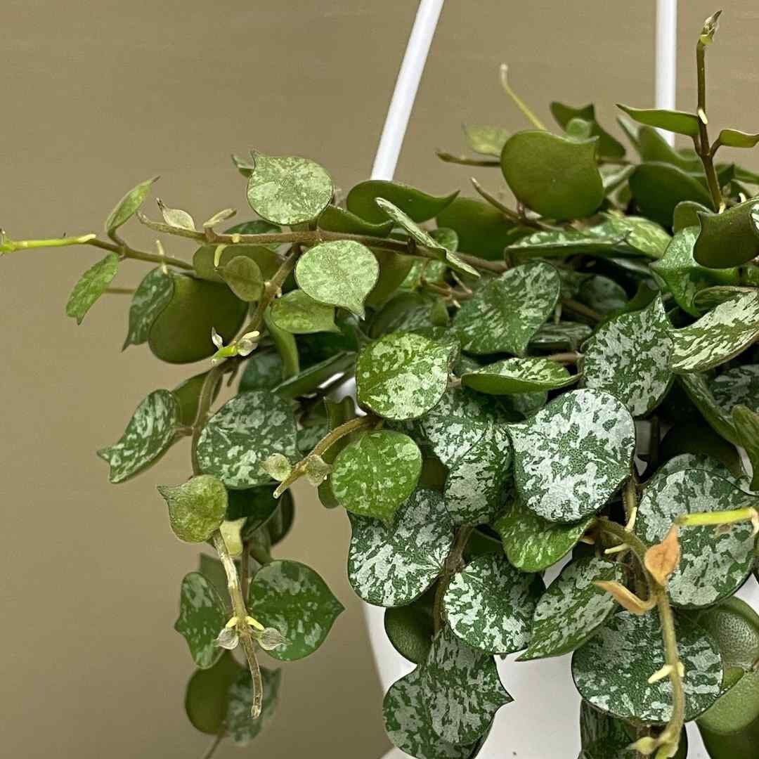 Hoya Curtisii Starter Plant (ALL STARTER PLANTS Require You to
