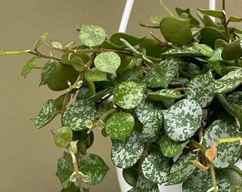 Hoya Curtisii Albomarginata Rooted Active Growth Point + Free