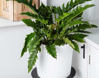 Philodendron jungle boogie/tiger tooth/narrow Starter Plant (ALL STARTER PLANTS require you to purchase 2 plants!)