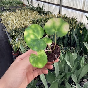 May include: A small potted plant with three large, round, green leaves with yellow-green markings. The plant is held in a hand, with other plants visible in the background. The leaves have a unique, spotted pattern.