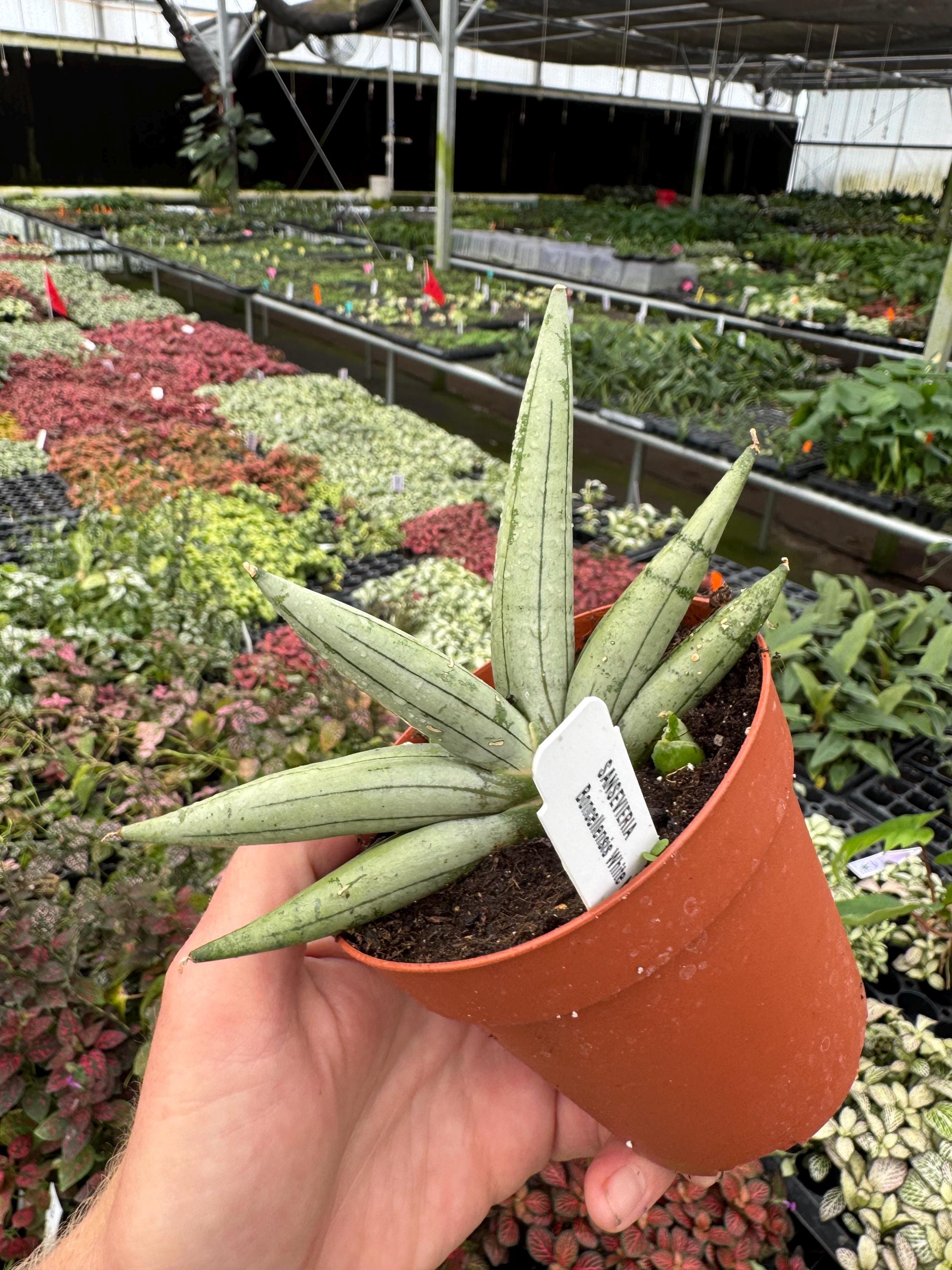Sansevieria boncel white starfish 4”pot (ALL PLANTS require you to purchase 2 plants!)