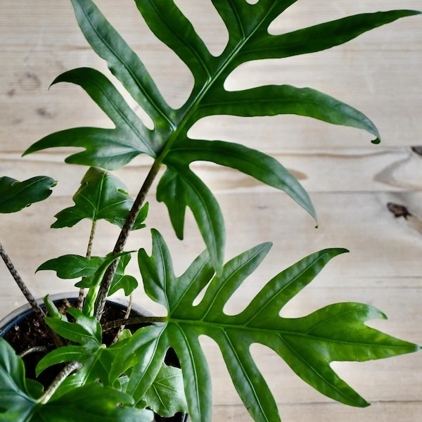 Alocasia Brancifolia “nishihira” Starter Plant (ALL STARTER PLANTS require you to purchase 2 plants!)