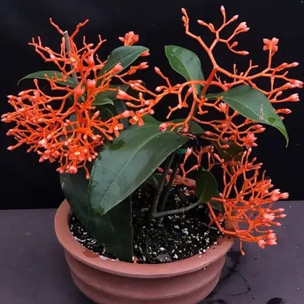 Medinilla Scortechinii Starter Plant (ALL STARTER PLANTS require you to purchase 2 plants!)