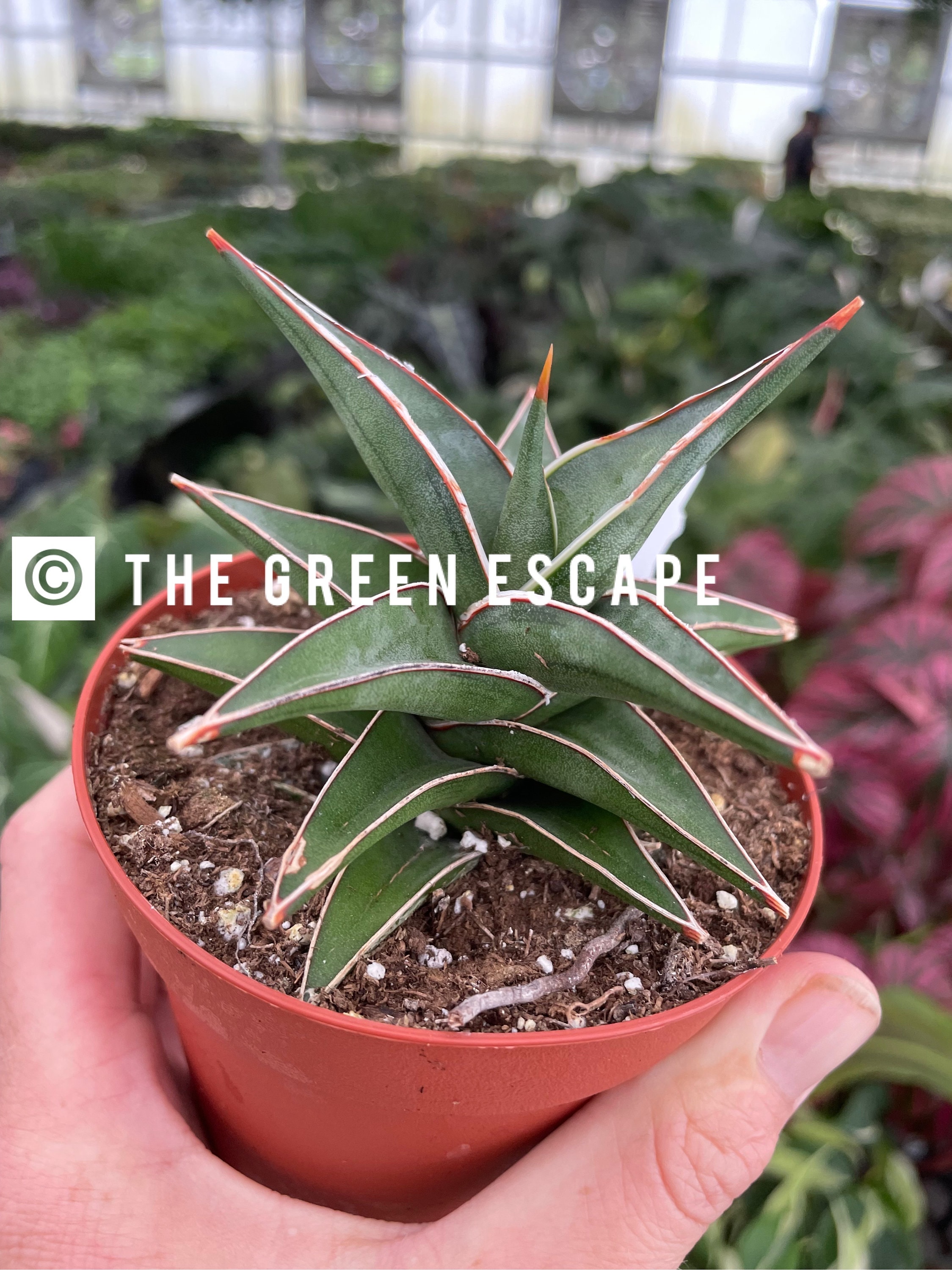 Sansevieria Lavranos 4pot (ALL PLANTS Require You to Purchase 2 Plants!) -  Etsy