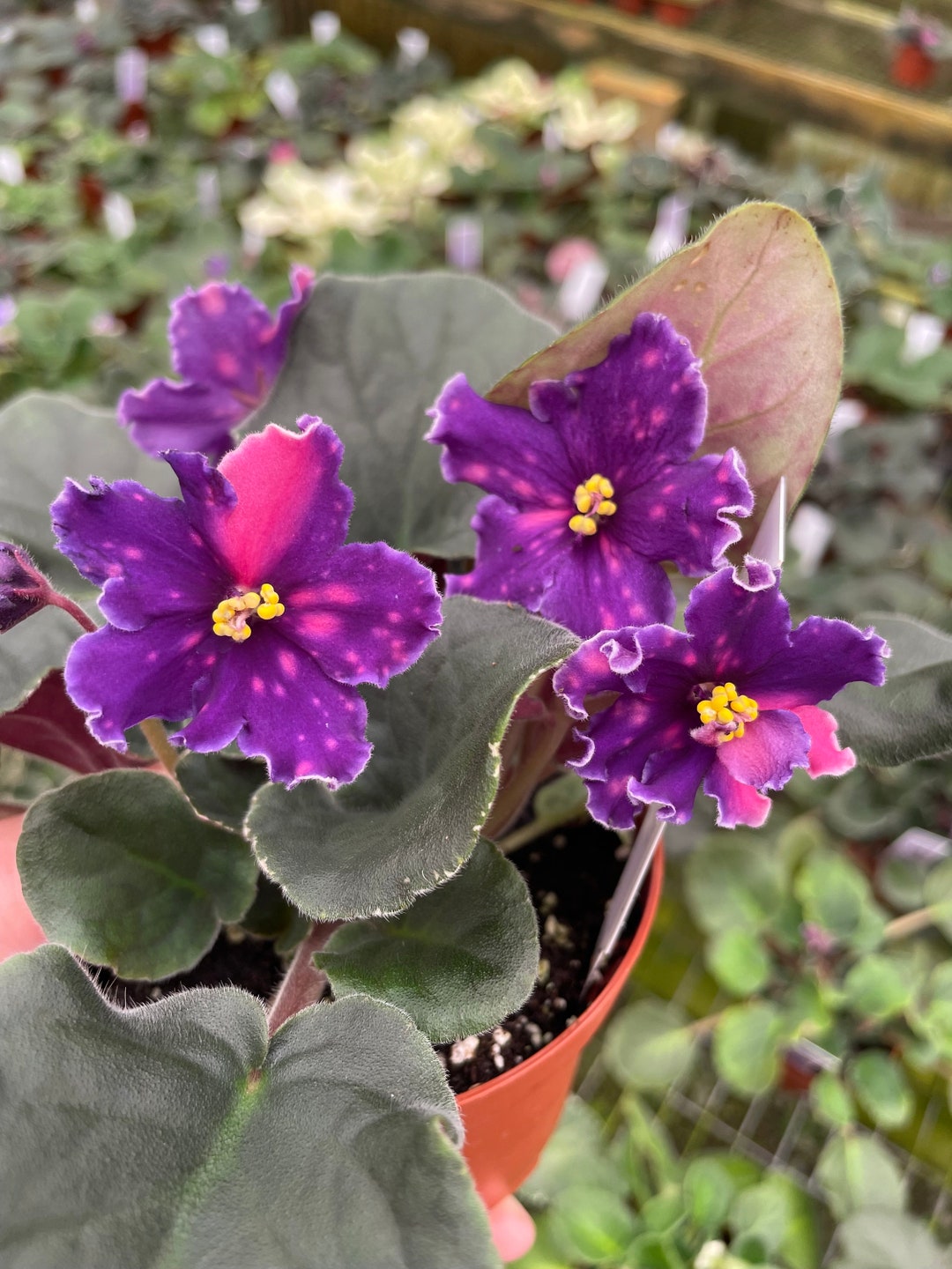 VAT Star Race African Violet Starter Plant ALL Starter PLANTS Require