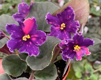 Arctic Bliss African Violet Starter Plant (ALL Starter PLANTS