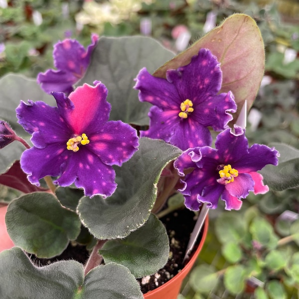 VAT Star Race African violet starter plant (ALL Starter PLANTS require you to purchase 2 plants!)