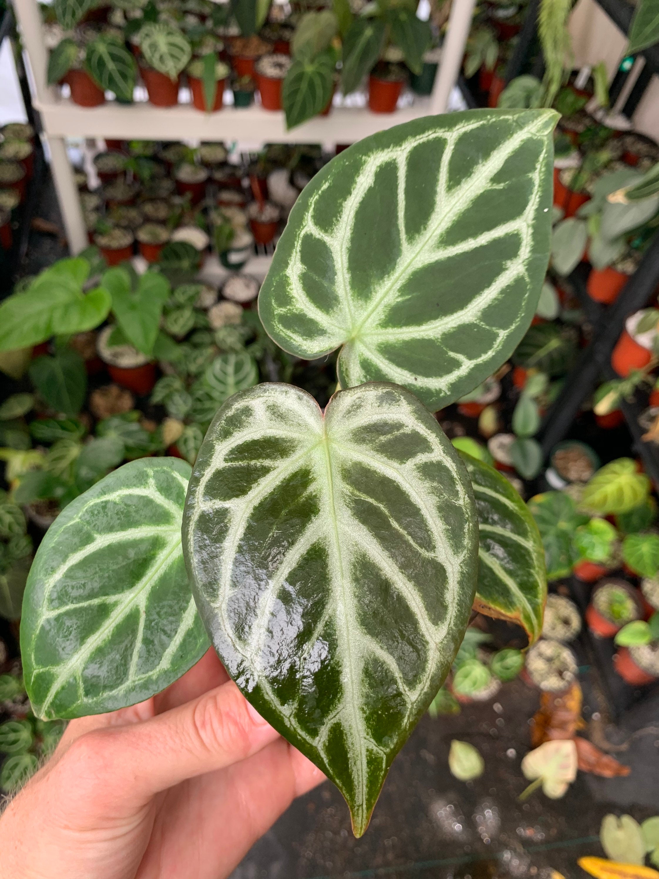 Anthurium Forgetii X Indonesian Red Crystallinum - Etsy Singapore
