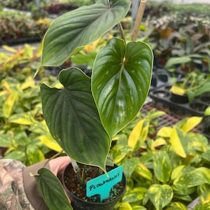 Philodendron Plowmanii 4” pot (ALL PLANTS require you to purchase 2 plants!)