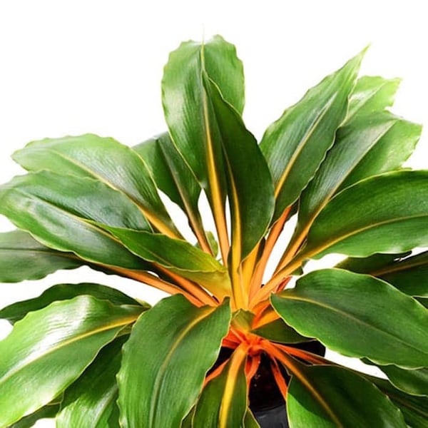 Chlorophytum “fire flash” Green and orange Starter Plant (ALL STARTER PLANTS require you to purchase 2 plants!)