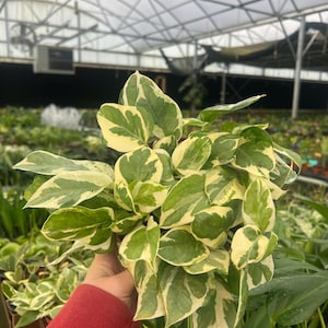 May include: A close-up of a vibrant houseplant with green and cream-colored leaves. The plant is held in a person's hand, showcasing its variegated foliage. The background is a greenhouse setting with other plants.