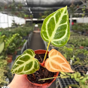 Anthurium Magnificum X Luxurians - Etsy