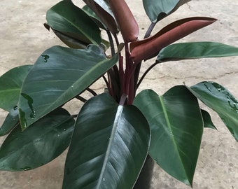 Philodendron Congo rojo Starter Plant (ALL STARTER PLANTS require you to purchase 2 plants!)