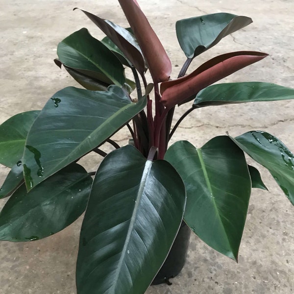 Philodendron Congo rojo Starter Plant (ALL STARTER PLANTS require you to purchase 2 plants!)