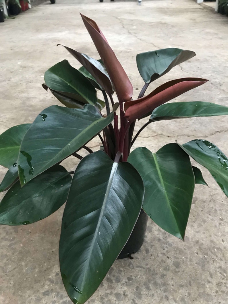 Philodendron Congo rojo Starter Plant ALL STARTER PLANTS require you to purchase 2 plants image 1