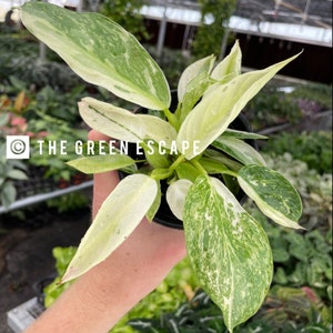 Philodendron Jose buono 4” pot (ALL PLANTS require you to purchase 2 plants!)