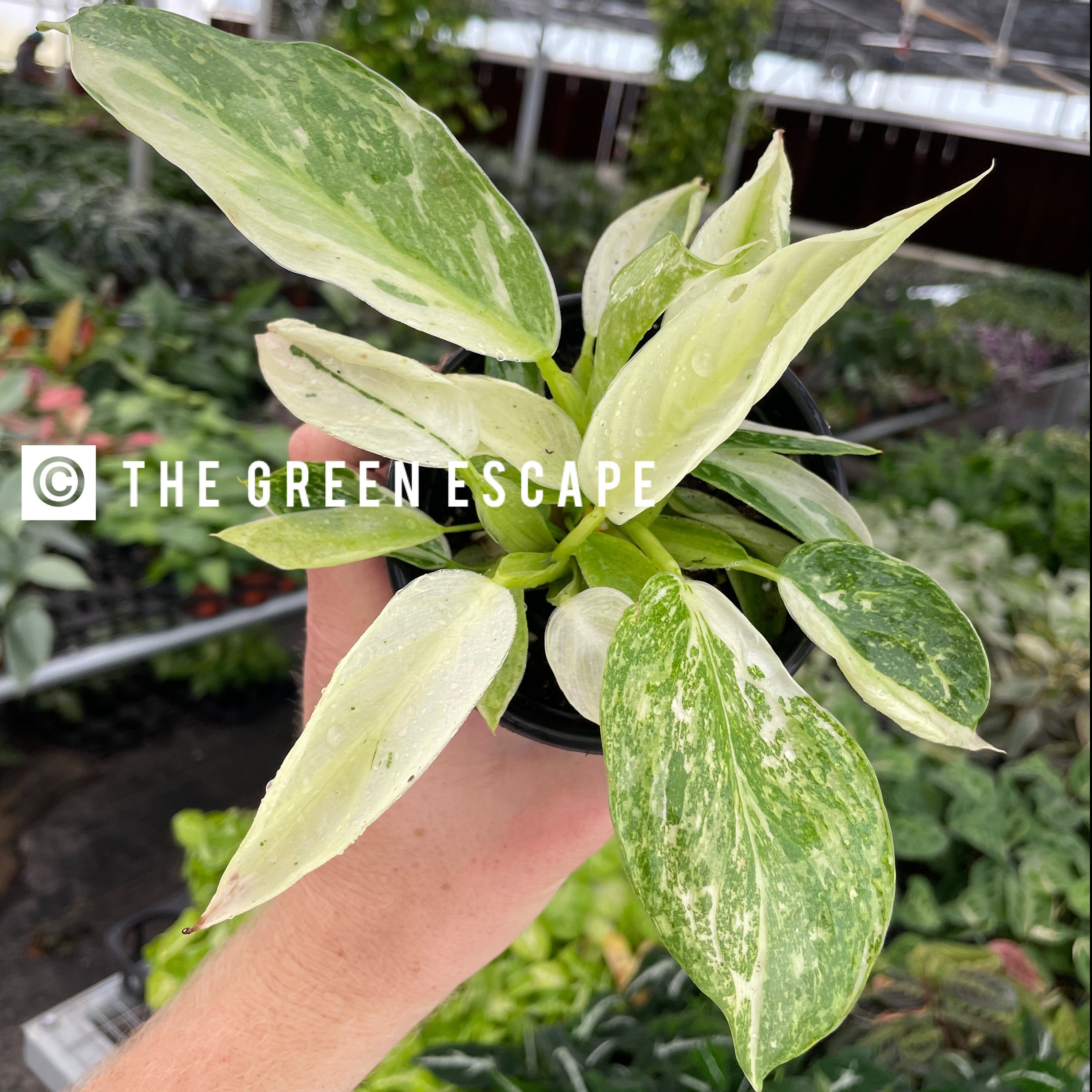 Philodendron Jose Buono 4 Pot (ALL PLANTS Require You to Purchase 2  Plants!) - Etsy