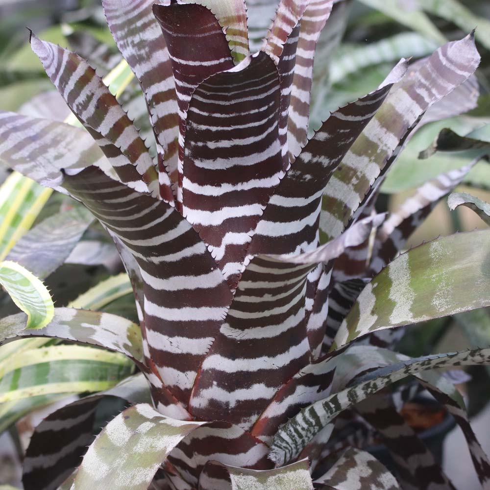 Aechmea Black select エクメア Aechmea chantinii 'Black Select