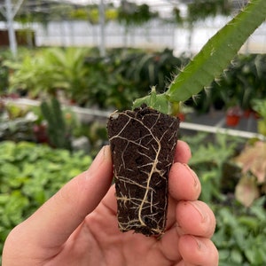 Puede incluir: Una peque&ntilde;a planta de cactus con ra&iacute;ces blancas que crecen en un tap&oacute;n de tierra marr&oacute;n. La planta est&aacute; en la mano de una persona.