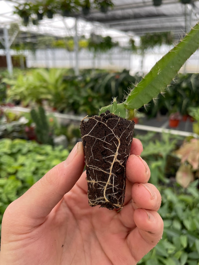 Puede incluir: Una peque&ntilde;a planta de cactus con ra&iacute;ces blancas que crecen en un tap&oacute;n de tierra marr&oacute;n. La planta est&aacute; en la mano de una persona.