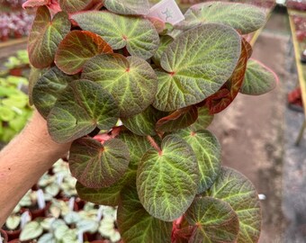 原種ベゴニアベゴニアbegonia 発色良好！！ジュラウぼっち株
