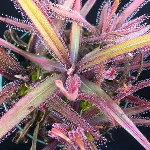 Drosera adelae Starter Plant (ALL STARTER PLANTS require you to purchase 2 plants!)