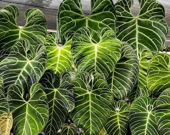Anthurium regale Starter Plant (ALL STARTER PLANTS require you to purchase 2 plants!)