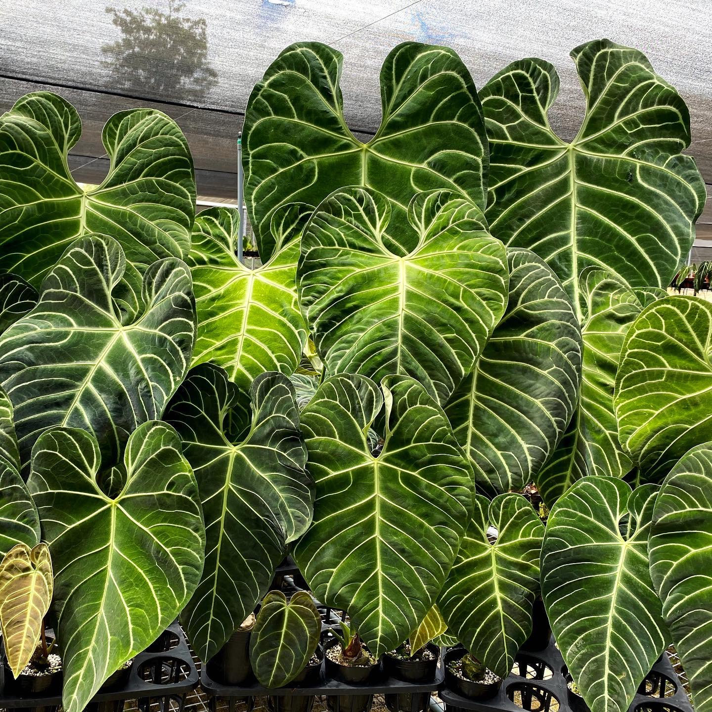 Anthurium Regale - Etsy