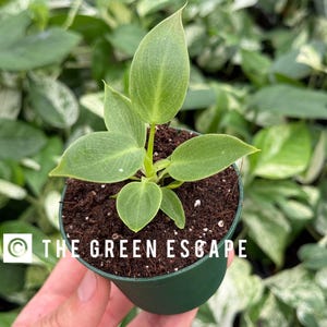 Philodendron Spiritus sancti 2” pot (ALL PLANTS require you to purchase 2 plants!)