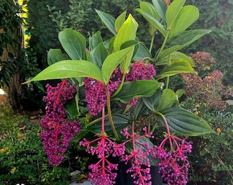 Medinilla myriantha “ Malaysian orchid” Starter Plant (ALL STARTER PLANTS require you to purchase 2 plants!)