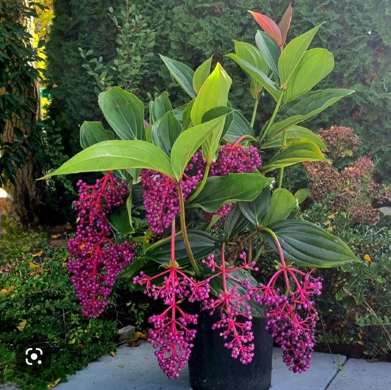 Medinilla myriantha Malaysian orchid Starter Plant ALL STARTER PLANTS require you to purchase 2 plants image 1