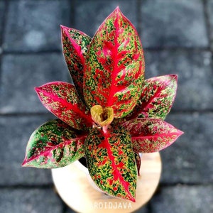 May include: A vibrant Aglaonema plant with large, colorful leaves. The leaves display a striking pattern of red, green, and yellow speckles against a deep red base. The plant is potted in a white container.